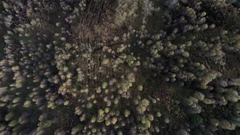 Un-Dron-Que-Mira-Directamente-Hacia-Abajo-Desciende-Lentamente-Hacia-Las-Copas-De-Los-árboles-De-Dosel-De-Un-Bosque-De-Abedules-Nativos-En-Pleno-Color-Otoñal