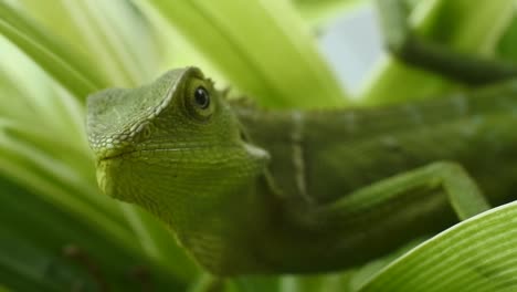 green-chameleon-head-hd-videos.-close-up-of-chameleon