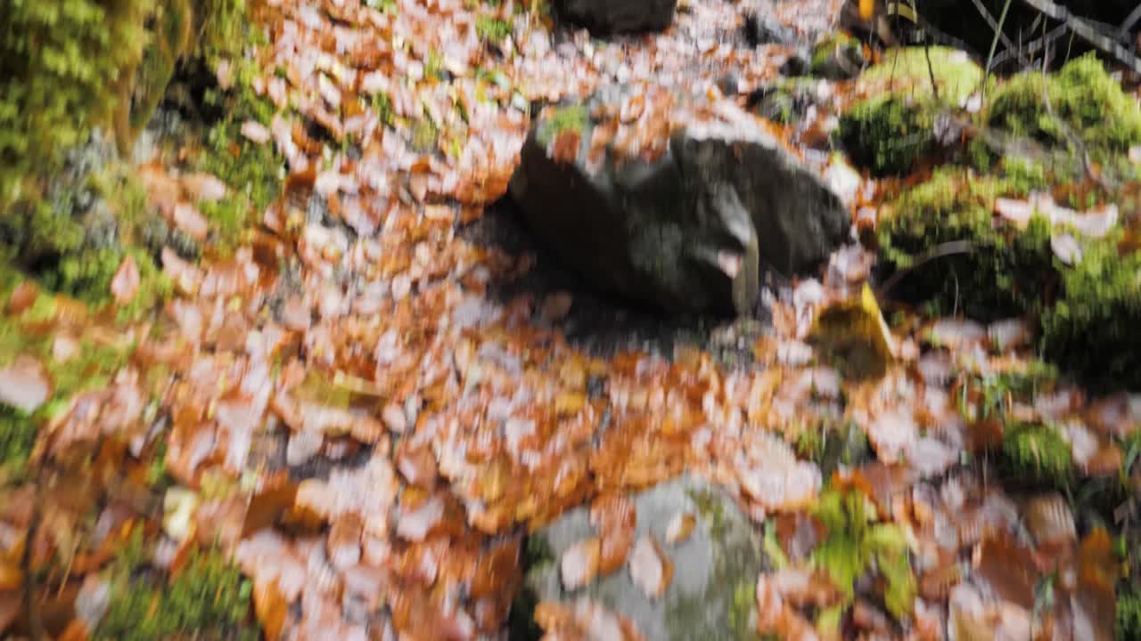 프랑스 알프스의 몬트리오드 호수 근처에서 하이킹을 하는 동안 숲길을 걷고 있다