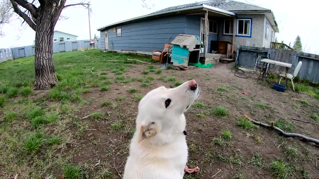 슬로우 모션 - 뒤에 있는 주인을 바라보는 흰색 허스키 개