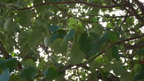 hojas redondas de un árbol portia balanceándose en el viento