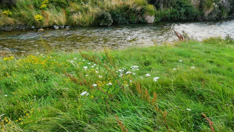 Wildblumen-Auf-Der-Wiese-Neben-Dem-Bach