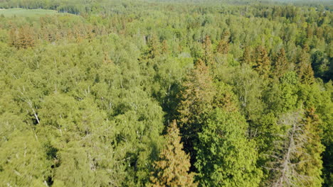 Bosques-Verdes-De-Letonia-En-El-Mes-De-Mayo