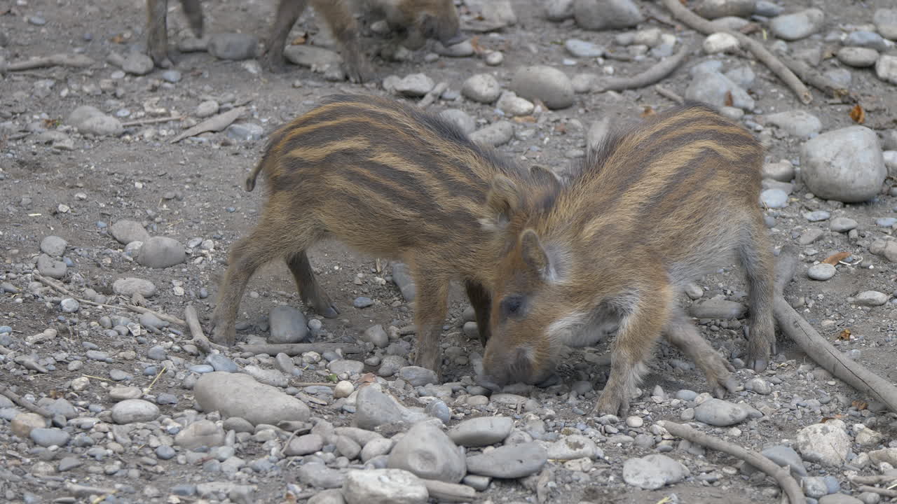 Adorabili cinghiali selvatici che cercano cibo su terreno roccioso e sporco e lottano tra loro, primo piano.