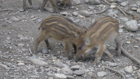 cute wild boars foraging for food on rocky dirty ground and fighting each other,close up