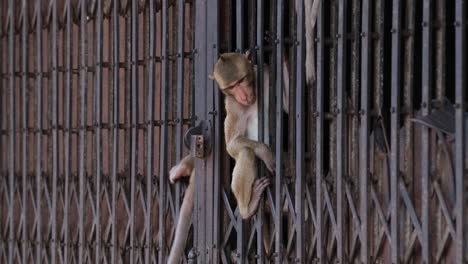 Macaco-De-Cola-Larga,-Macaca-Fascicularis,-Lop-Buri,-Tailandia