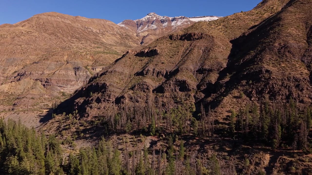 Vuelo avanzando sobre pinos dispersos a lo largo de una ladera montañosa escarpada, revelando afiladas crestas rocosas y un pico andino cubierto de nieve