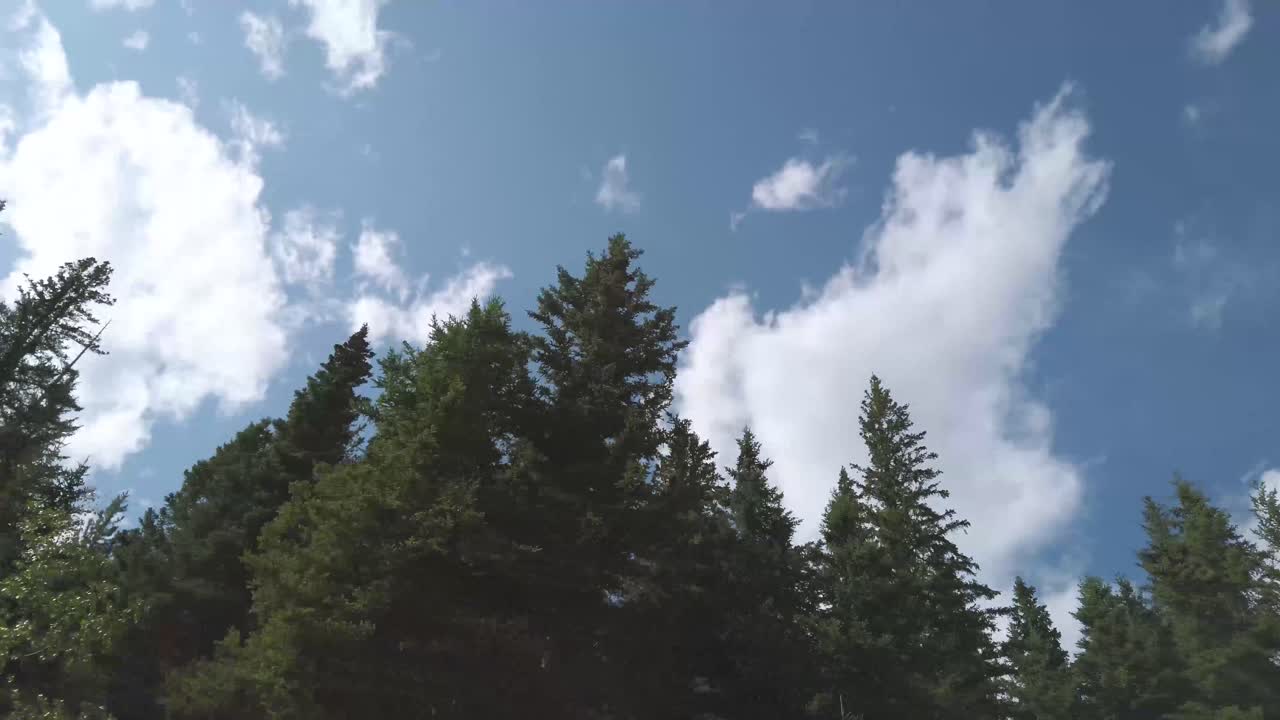배경에는 많은 소나무가 있는 하늘을 바라보는 풍경, 캐나다 프의 여름날에 아름다운 은 파란 하늘을 가진 국립 공원에서 이동하는 차에서
