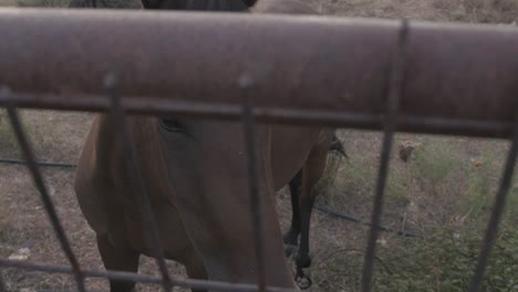 Hermoso-Caballo-Sano-En-Las-Montañas-Olivar