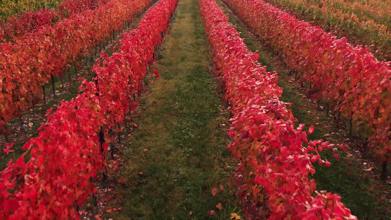 Aerial view over colorful autumn vineyard with red foliage, in the italian countryside, at sunset