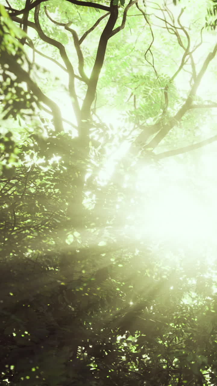 Light shines through trees in a forest during bright daytime hours