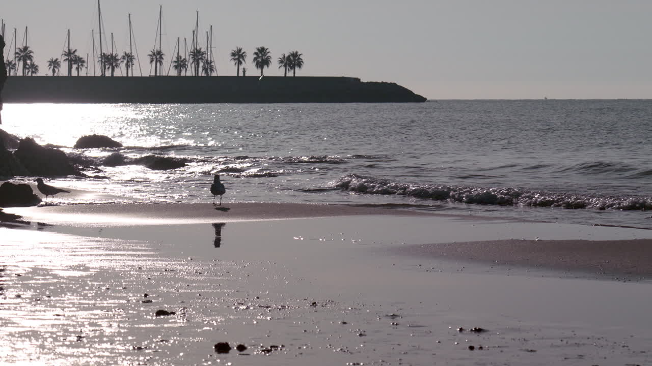 silueta de hombre corriendo en la playa mientras las gaviotas vuelan y las tranquilas olas del mar llegan a tierra