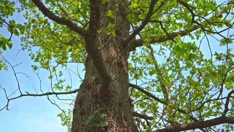 A pan up from the middle of a tall tree that is just blooming in spring