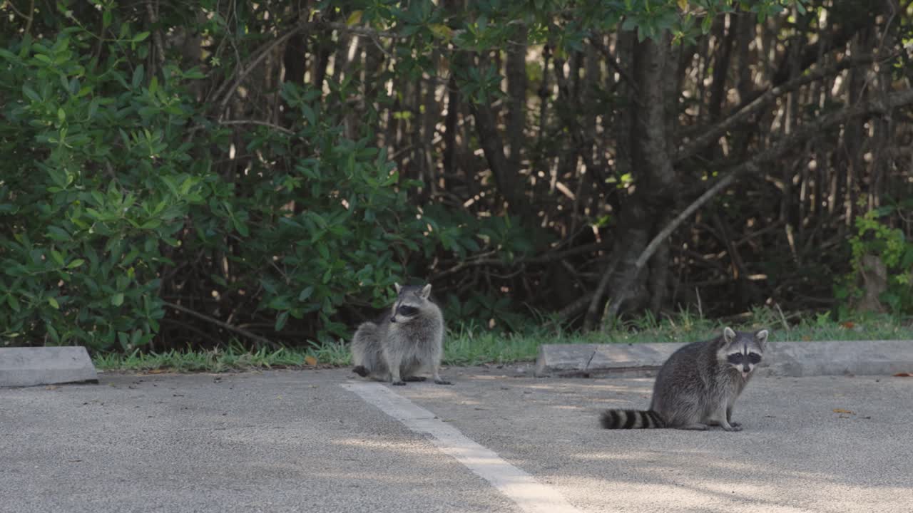 Filmato al rallentatore di procioni che si muovono in un parcheggio vicino al Black Point Park presso il Biscayne National Park in Florida. Fauna selvatica urbana che si adatta agli ambienti umani