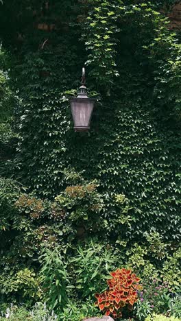 ivy-covered wall with lantern and garden