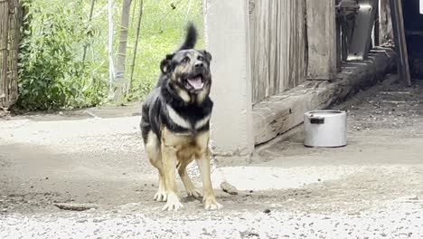 dog is nervous and belts on the leash