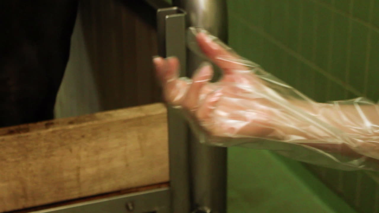 수의사가 검사 장갑을 착용합니다.