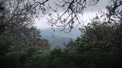 Looking-out-through-the-vegetation-of-a-svampy