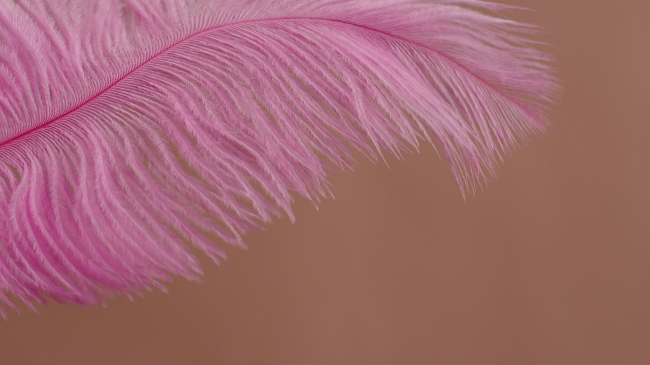 Pink Ostrich Feather