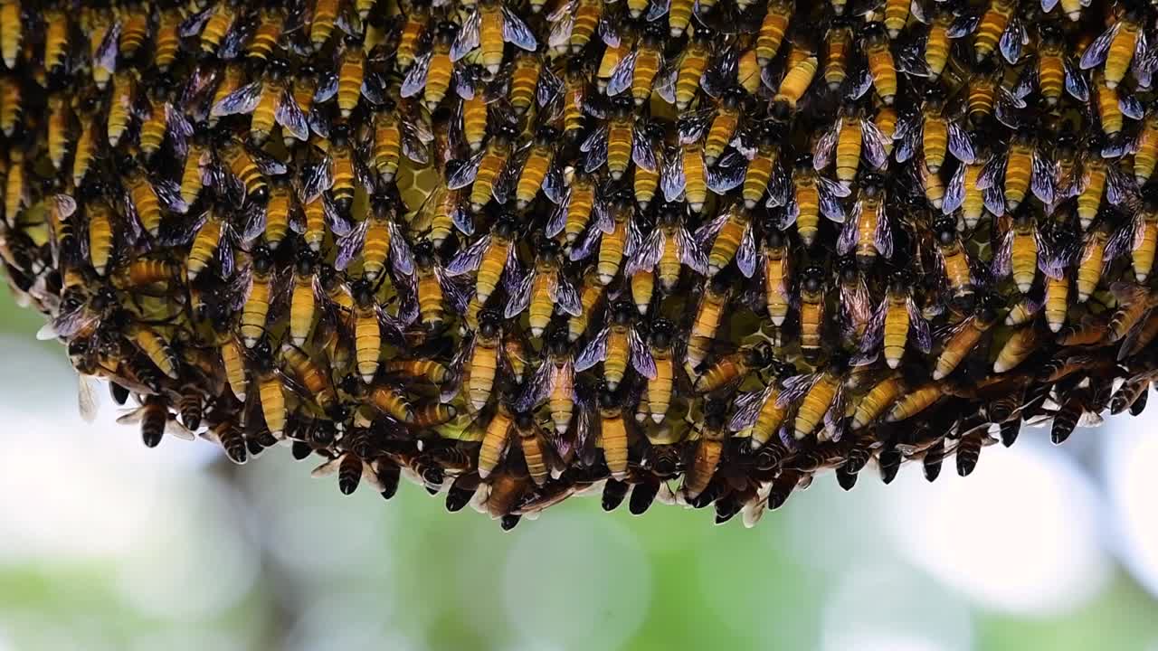se sabe que las abejas melíferas gigantes construyen grandes colonias de nidos con bolsillos simétricos hechos de cera para almacenar miel como fuente de alimento.