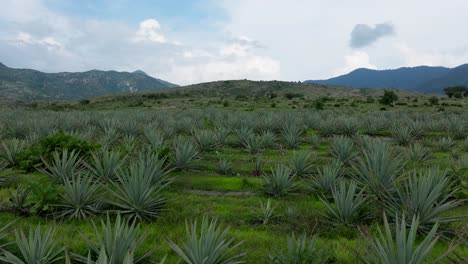 drone : slow dolly in shot of agave fields in easter oaxaca state on a cloudy day
