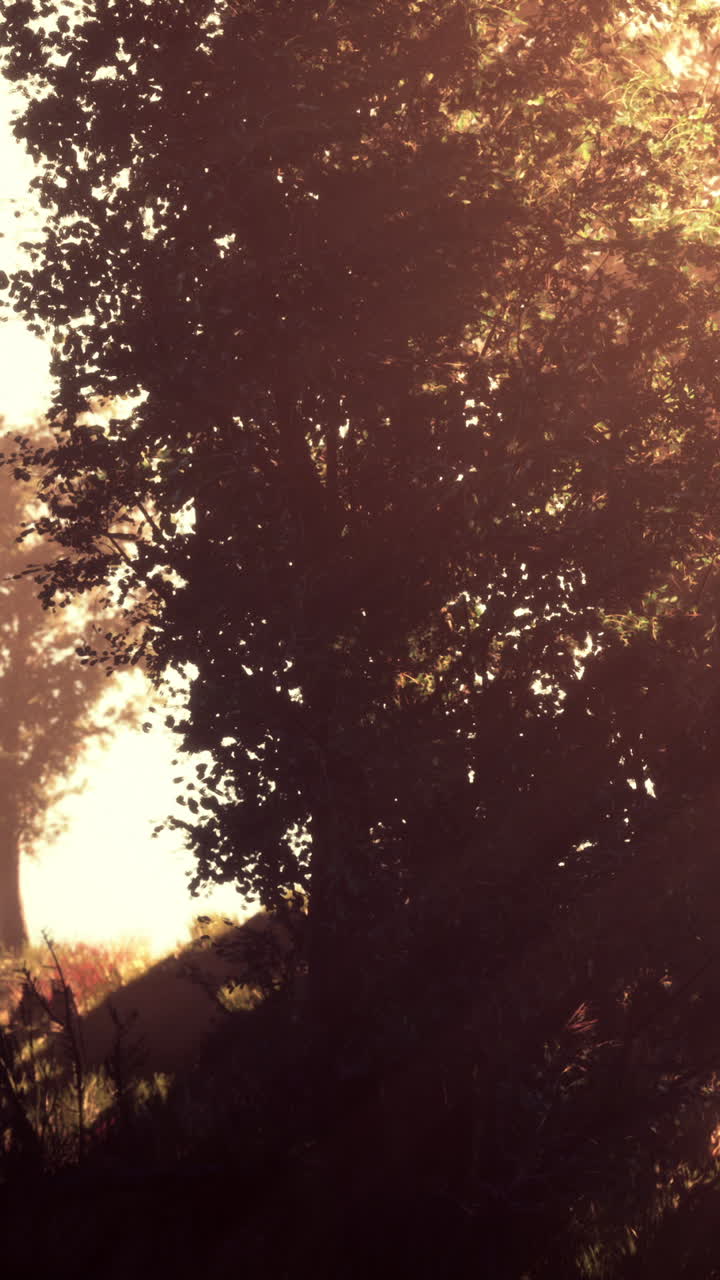 la luz del sol filtrándose a través de los árboles