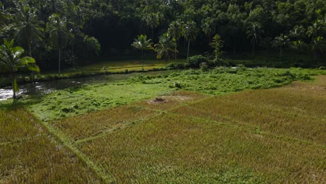 Lush-green-rice-fields-on-Bohol-Island-with-palm-trees,-sunny-day