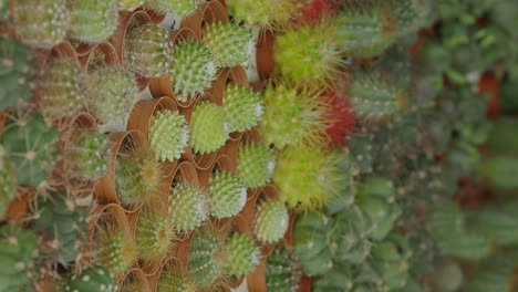 a vibrant collection of small potted cacti