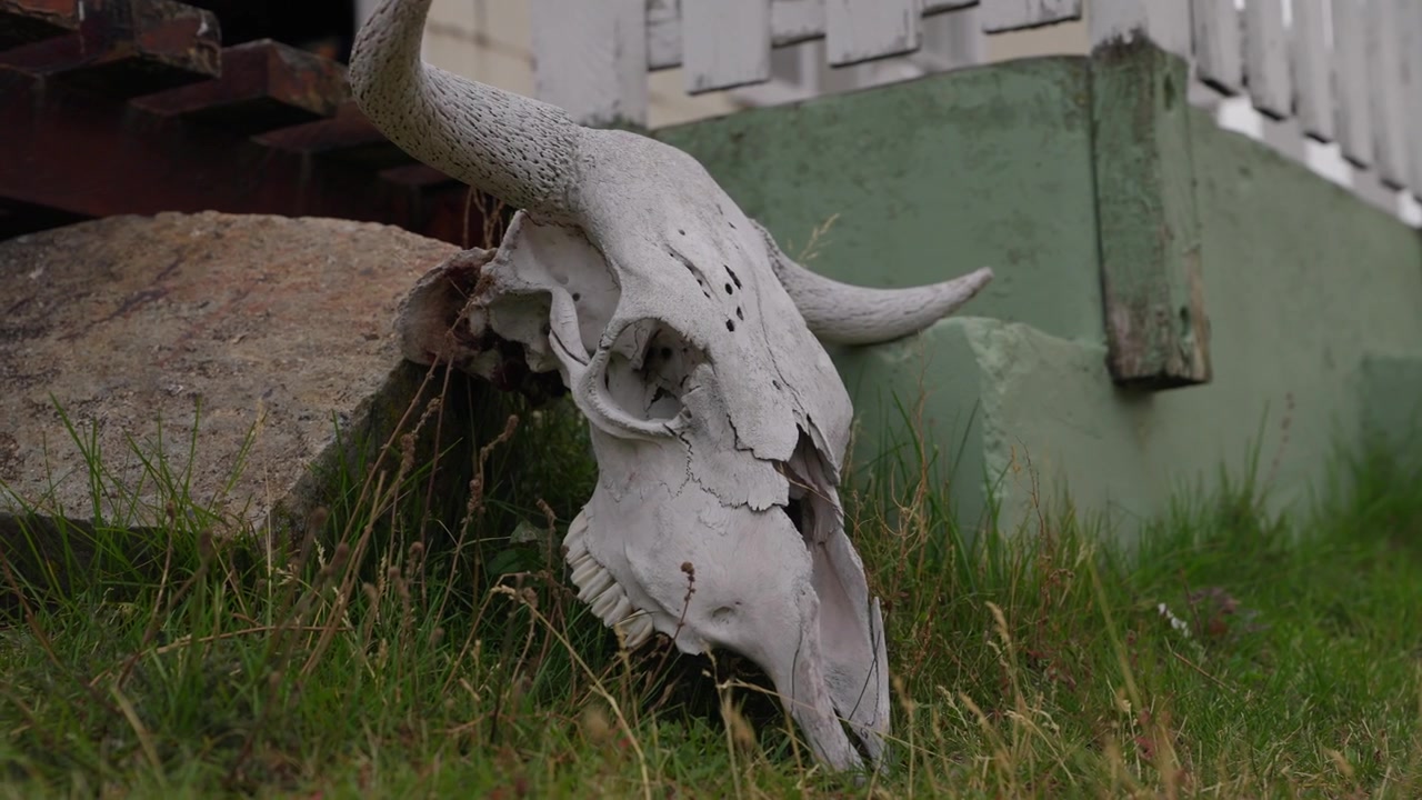 Naudan kallo (Bos taurus) esillä ulkona patagonialaisella estancialla Santa Cruzissa, Argentiinassa, esitellen säänkestävää luun pintaa, kaarevia sarvia ja perinteistä karjatilaperintöä, staattinen lähikuva.