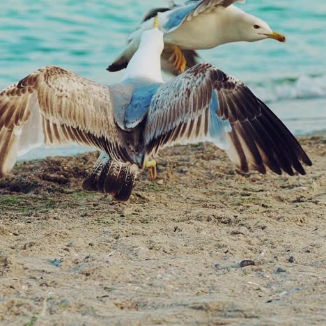 adult seagull is walking along the shore and driving away another seagull from herself on the background of the sea in the summer. slow motion