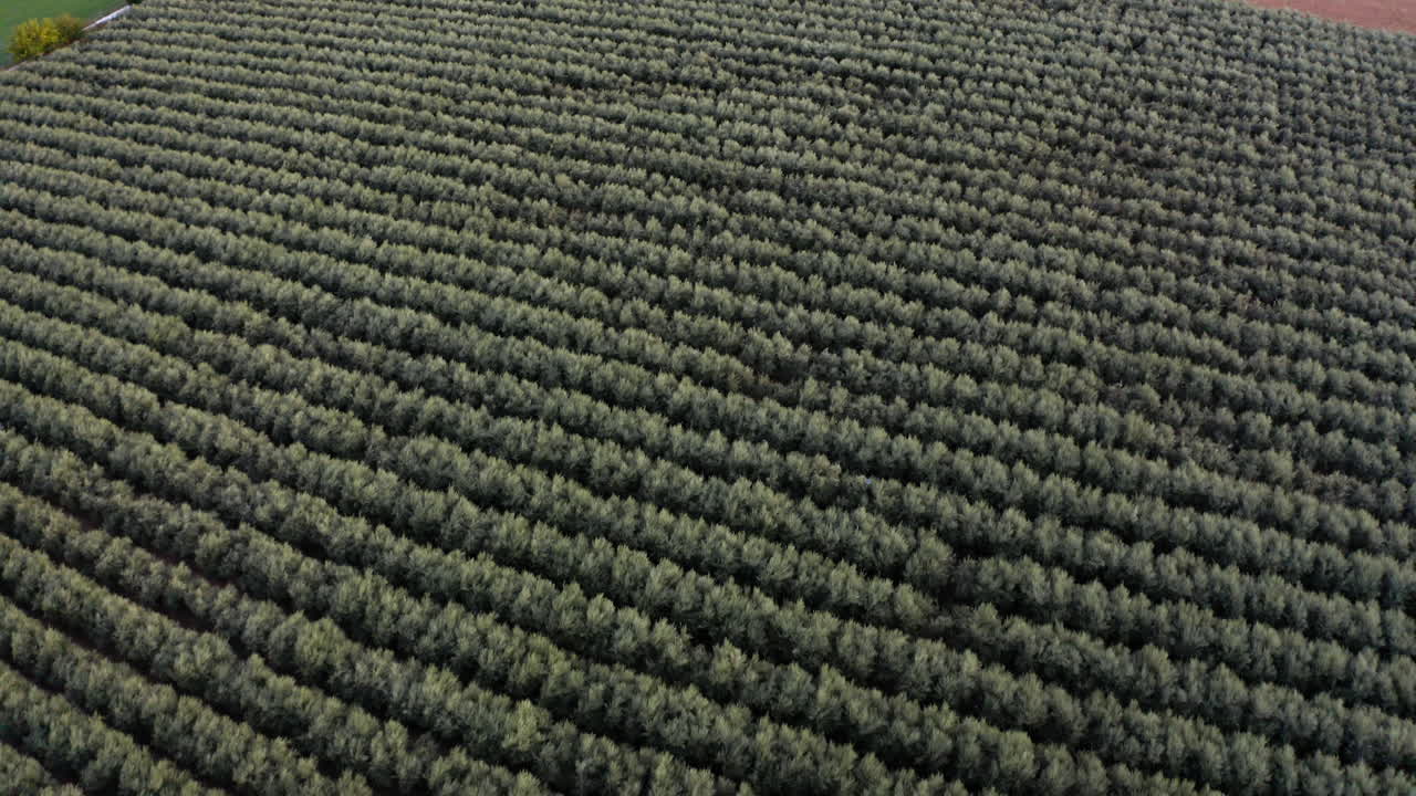 Aerial View of a Vast Olive Grove Plantation