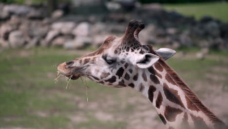 Primer-Plano-De-Una-Jirafa-Comiendo-Hierba-Seca-Para-Comer-En-El-Zoológico