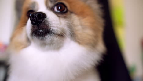 friendly dog sitting on chair and looking at camera