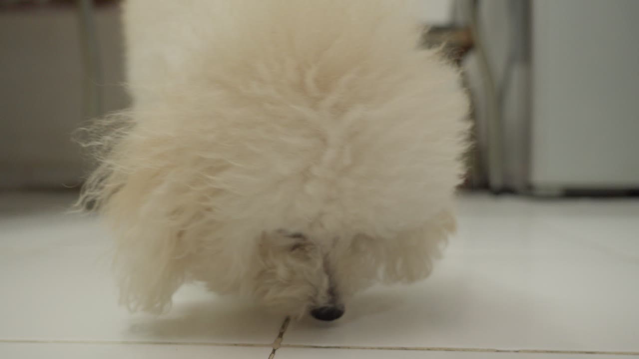 un cachorro de bichon frise blanco y esponjoso caminando en el interior en busca de comida, enfoque suave
