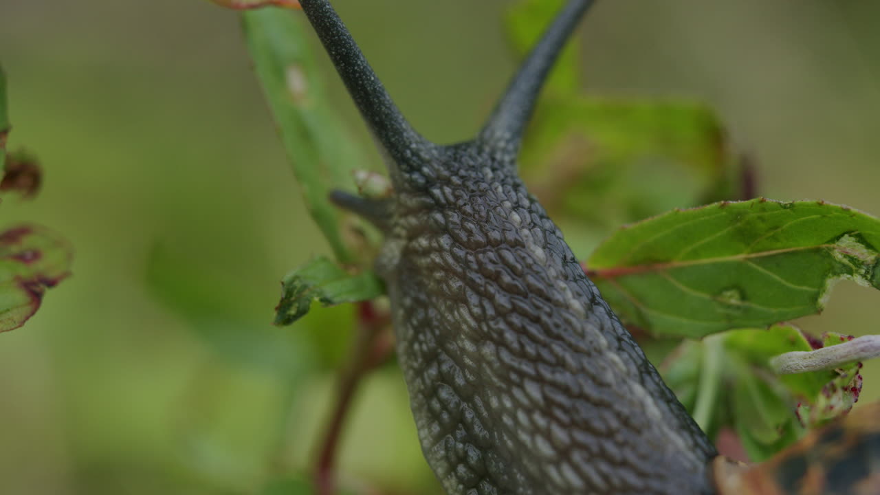 Close-up of a Snail on a Leaf