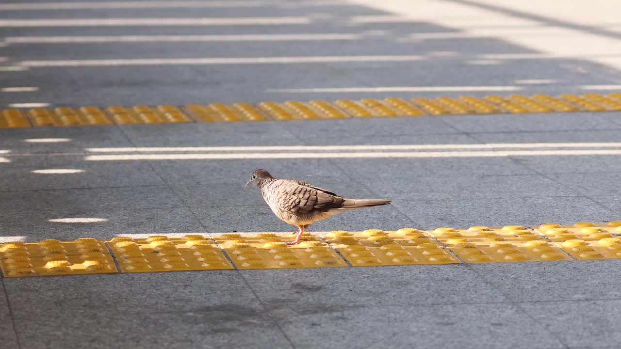 제브라 비둘기가 패턴으로 된 보행자 교차로를 가로질러 고 있습니다.