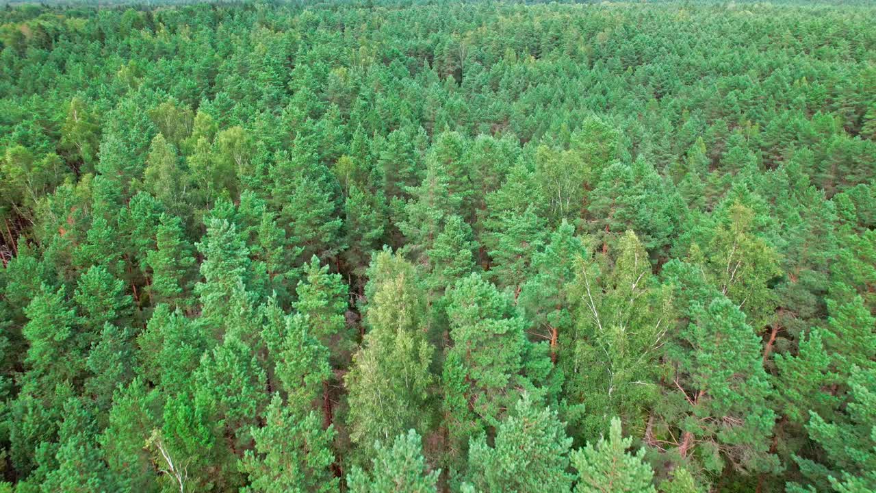 Aerial view of Kemeri swamp showcasing lush landscape in Latvia