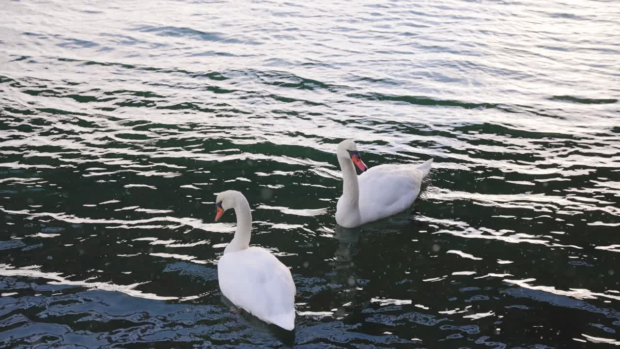 dos cisnes en el agua, nieve cayendo a cámara lenta