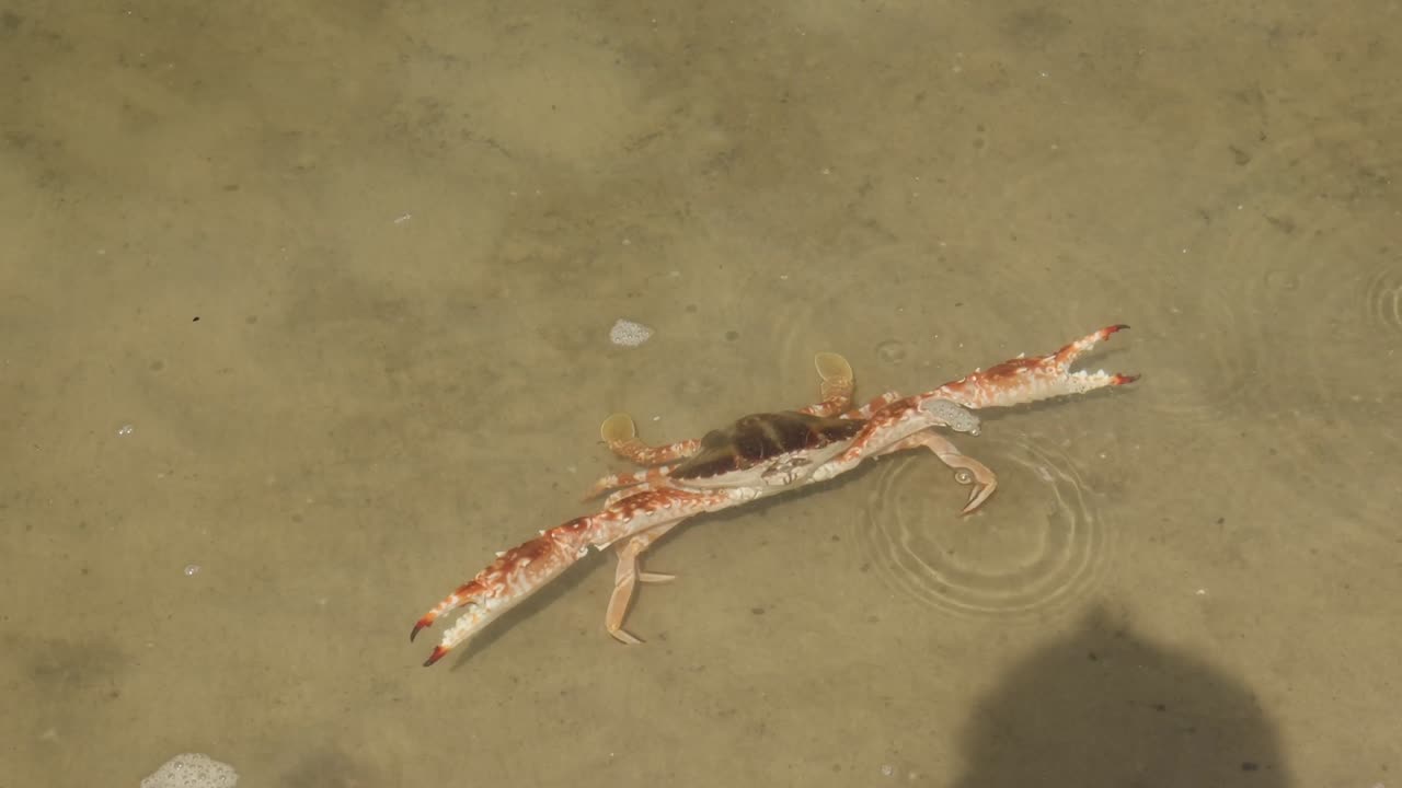 시간이 지남에 따라 물 속에서 움직이는 크래브