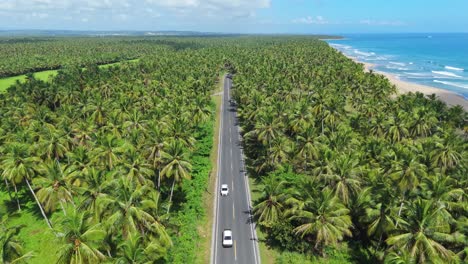 aerial view backwards in front of cars on road in middle of palm tree, sunny day