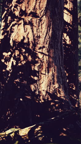 tronco de árbol con sombras