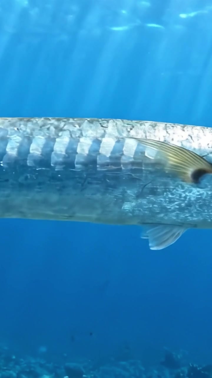 Underwater Exploration: Captivating Views of a Majestic Fish Gliding Through Turquoise Waters and Vibrant Coral Reefs