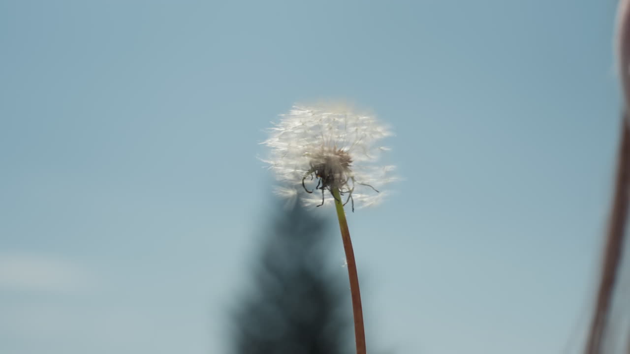 Close up of delicate dandelion puff standing against clear blue sky, as partial blurred view of lady begins to blow from side, creating calm and natural moment filled with anticipation and movement