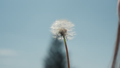 close up of delicate dandelion puff standing against clear blue sky, as partial blurred view of lady begins to blow from side, creating calm and natural moment filled with anticipation and movement
