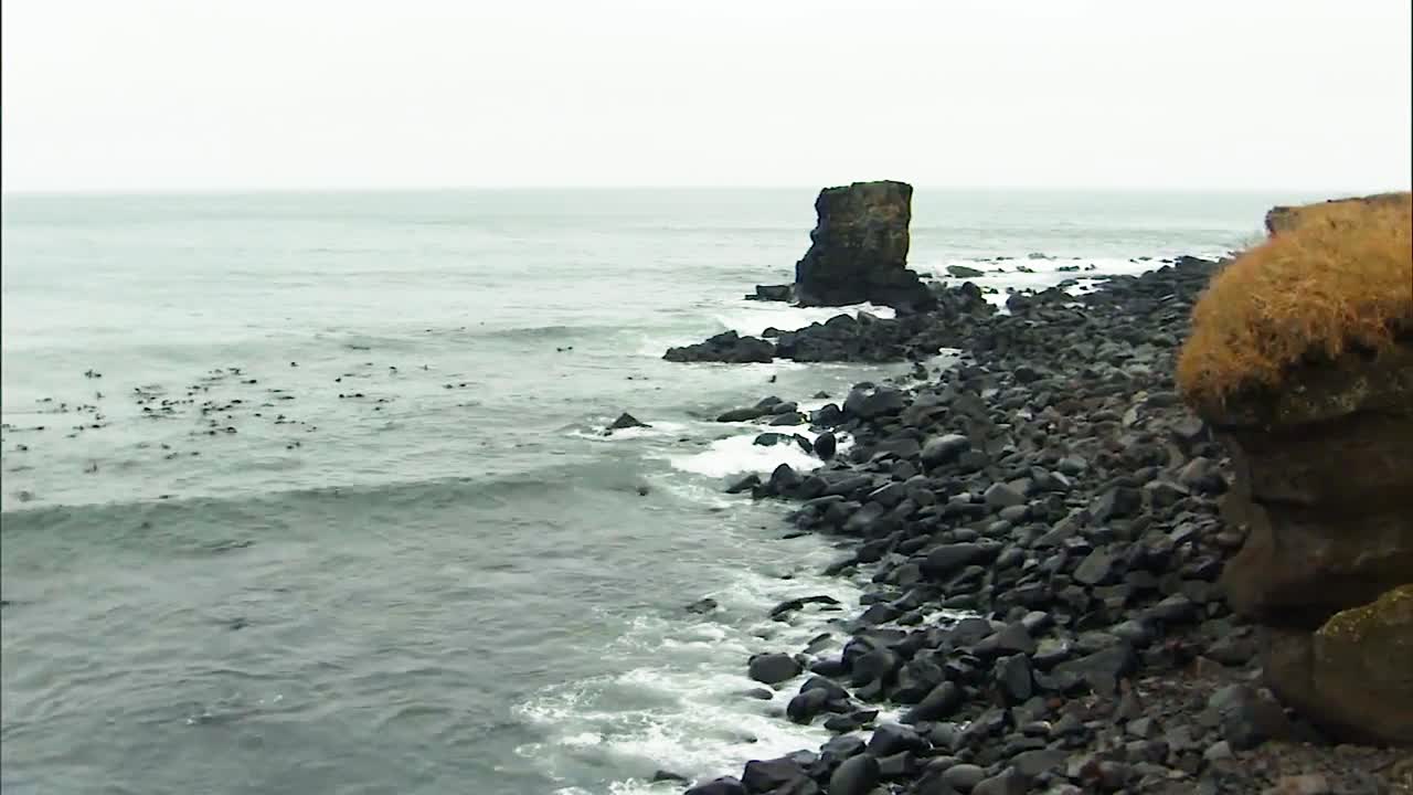 거대한 무리의 북부물개 무리가 프리빌로프 섬의 물과 주변 해변에서 놀고 있습니다.