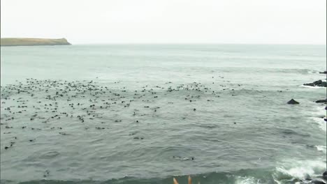 Un-Grupo-Masivo-De-Lobos-Marinos-Del-Norte-Pasan-El-Rato-En-El-Agua-Y-La-Playa-Circundante-En-Las-Islas-Pribilof