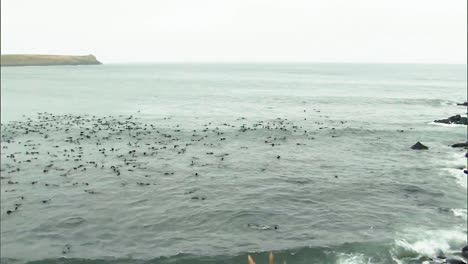 a massive group of northern fur seals hang out in the water and the surrounding beach on the pribilof islands