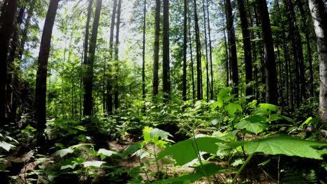 Couple-jogging-in-the-forest-4k