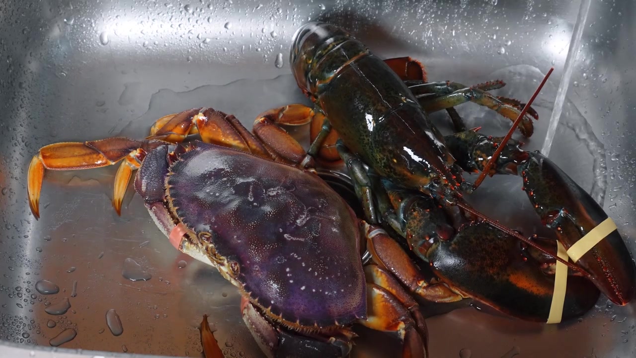 Raw lobster and crab under water in metal sink. Fresh seafood rests in wet kitchen basin with running stream.