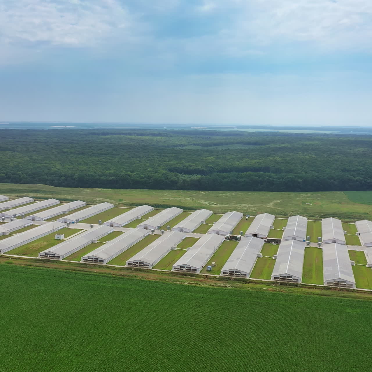 Rows of white buildings of industrial complex outdoors. Large area of modern farmhouses surrounded by green fields and forests.